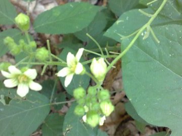 Bryonia dioica